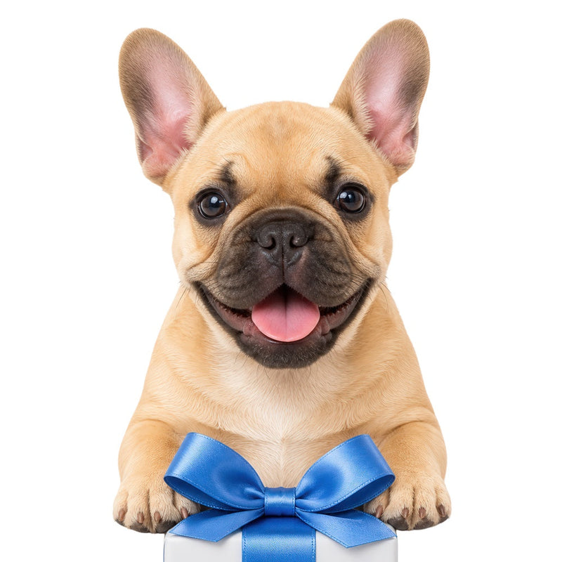 French bulldog with a gift box for 10% off your first Darby Bedding order